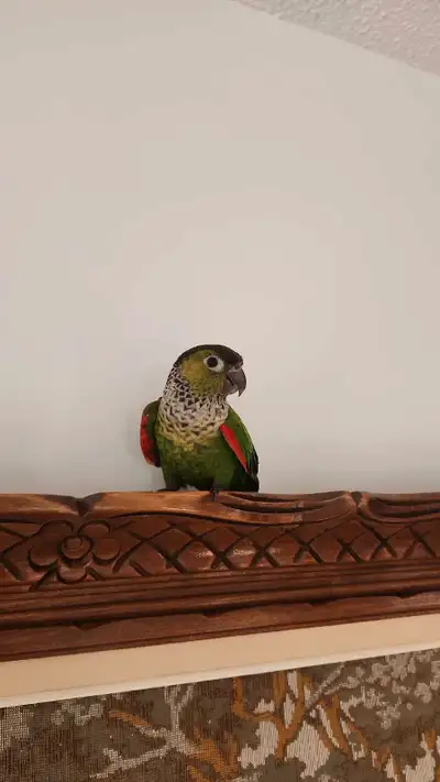 Bonjour je me presente je m'appelle sarah jai déja un conure chez moi et je suis à la recherche d'un...