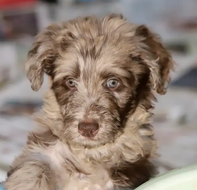 6  RARES DOODLES, BORDOODLES,  BORDOODLES   CHIOTS - PUPPIES in Dogs & Puppies for Rehoming in Laurentides - Image 4