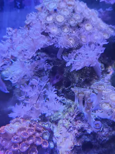 Pulsing Xenia Coral frag, View more