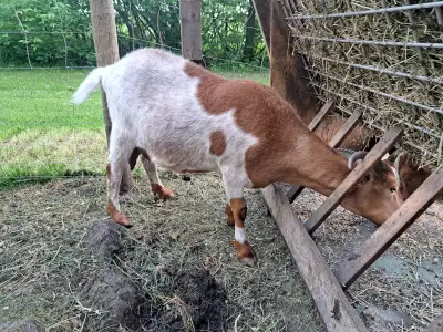 I have 1 , 1 year old lamancha/boar female for sale . $320 ,was milked. 2 bucklings ,not from this g...