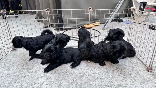 Shih tzu Puppies (Black)  - 5 Females & 2 Males in Dogs & Puppies for Rehoming in Vernon - Image 11