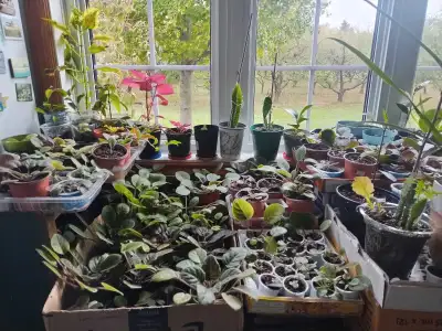 varieties of plants, View more