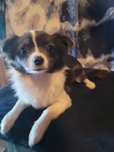 adorable chihuahua boy, View more