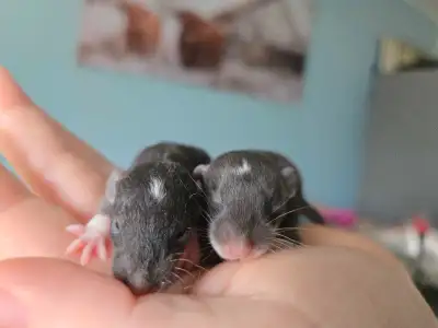 baby rats ready soon , View more
