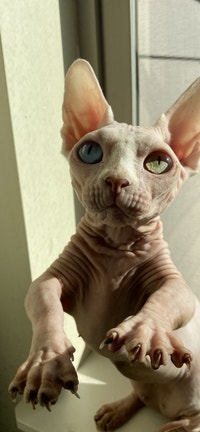 sphynx cat adoption las vegas
