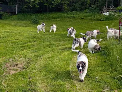 chiots Mâtin des Pyrénées disponibles!, View more