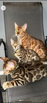Top quality TICA registered Bengal kittens - reputable cattery 