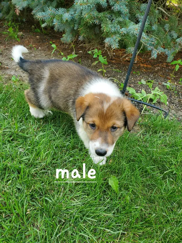 Golden Retriever Border collie puppies in Dogs & Puppies for Rehoming in City of Toronto - Image 4
