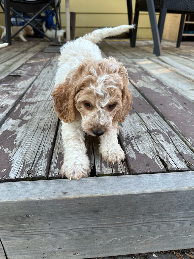 mini dachshund toy poodle cross puppies in Dogs & Puppies for Rehoming in Lethbridge - Image 3