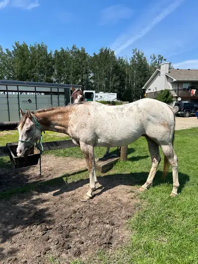 3 yr old ApHC gelding broke! , View more