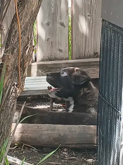 We have 4 puppies left, looking for a good home with a loving family. Their mother is purebread sain...