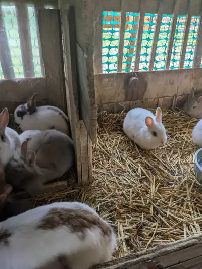 These adorable, healthy baby rabbits are looking for their forever homes. They are currently being r...