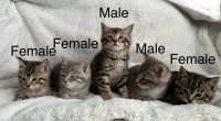 Tabby kittens for sale!!