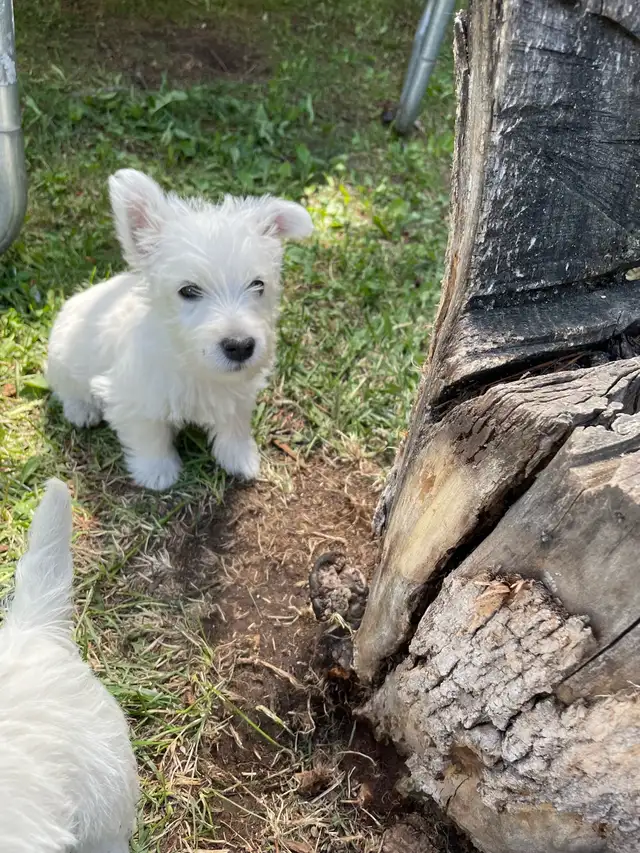CKC registered West Highland White Terrier Male pups in Dogs & Puppies for Rehoming in Edmonton - Image 9