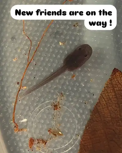 I have dart frog tadpoles available, ready to find new homes! These little guys are developing nicel...