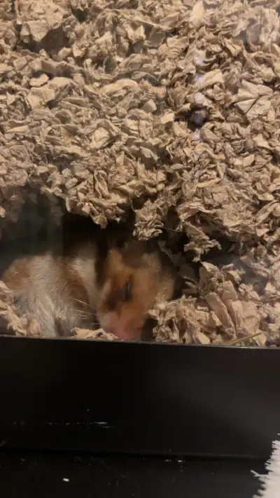 Hamster syrien de 4 mois à donner, View more