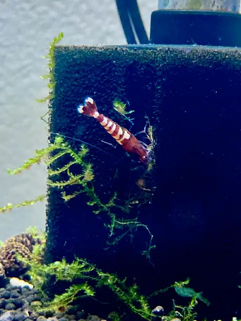 Caridina Pinto Shrimp ( Crystal Red Shrimp x Red Zebra Pinto) in Fish for Rehoming in Oakville / Halton Region - Image 2