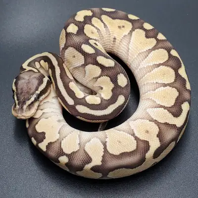 Baby Ball Pythons $250 and under, View more