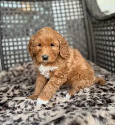 Mini Goldendoodles, View more