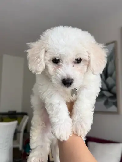 Adorable Purebred Bichon FrisePuppies, View more