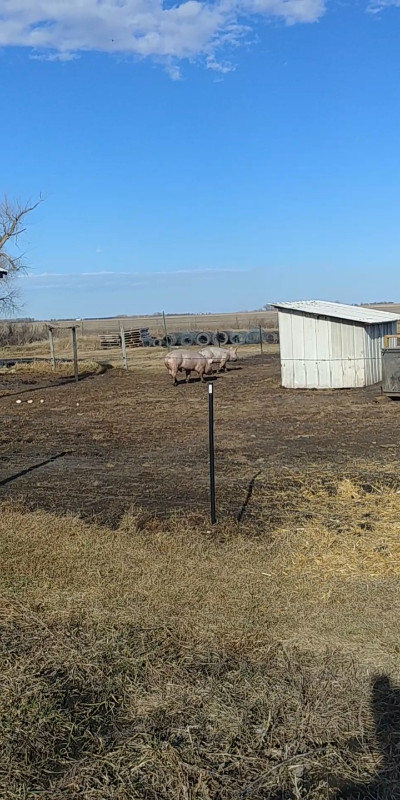 2 pigs. in Livestock in Winnipeg - Image 2