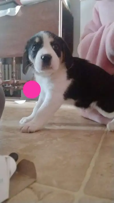Puppies, View more