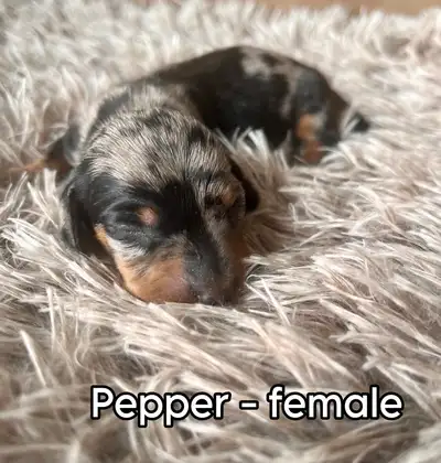 Beautiful Miniature Dachshund Puppies, View more