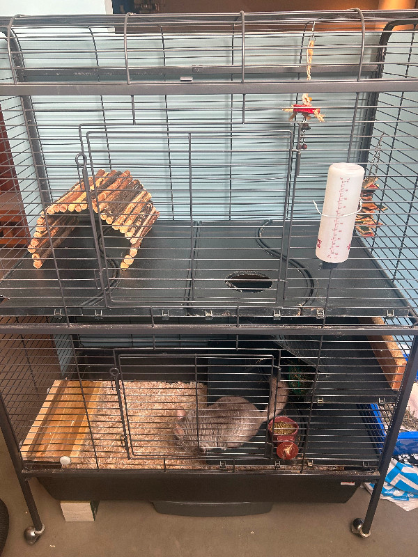 2 chinchillas à vendre avec la cage in Small Animals for Rehoming in Sherbrooke
