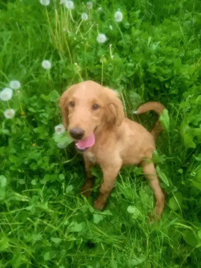  Goldendoodle / Lab pup, View more