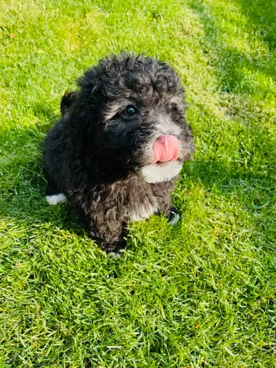 One girl available I'm Adelina please text 705-242-6700 Our Maltipoo is available for adoption. She...