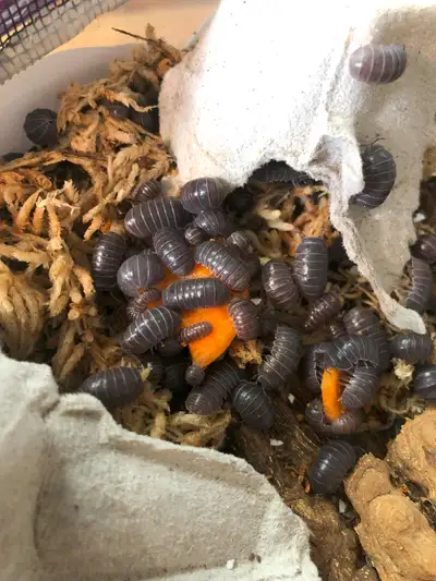 Hissing Isopods. Armadillo officinalis 'Greece', View more