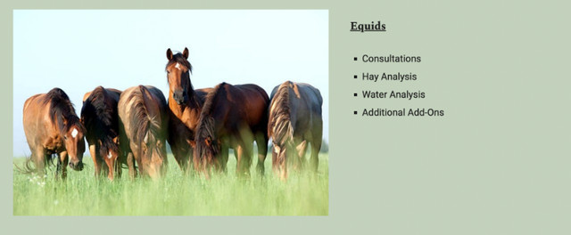 Equine Nutrition Consulting - MSc Animal Nutrition | Horses & Ponies for  Rehoming | Barrie | Kijiji