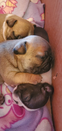 French Bulldog Puppies 