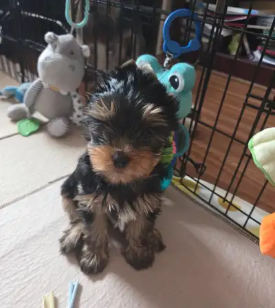 CKC Registered Yorkshire terrier puppies, View more