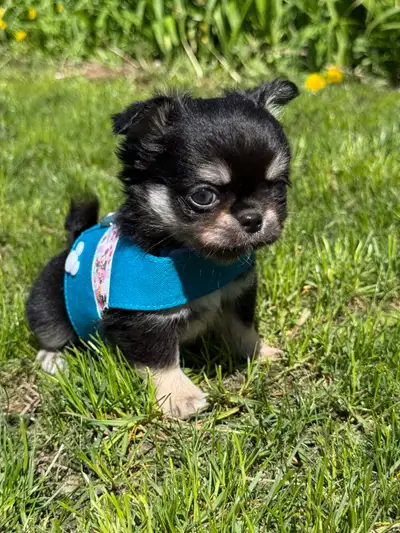 toy chihuahua in Dogs & Puppies for Rehoming in Canada | Kijiji