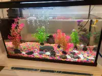 Aquarium avec 4 poisson
