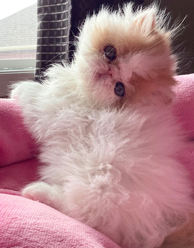 Registered  show quality Persian kittens  SIMPLY THE BEST in Cats & Kittens for Rehoming in Calgary - Image 3