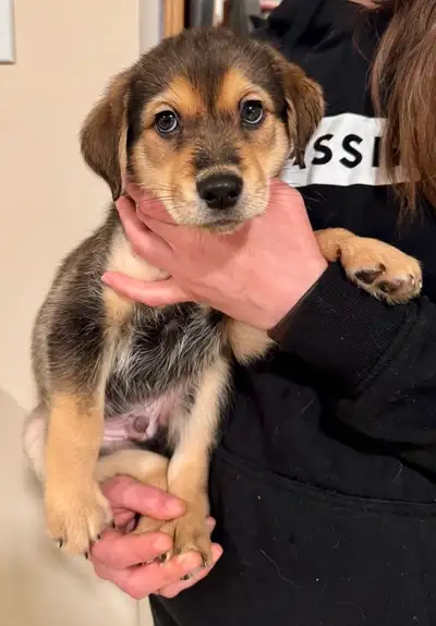 Lab - Beagle / Husky - Shepherd 8,5 weeks old puppies 2 male 1 female First vaccination+ dewormed Pe...