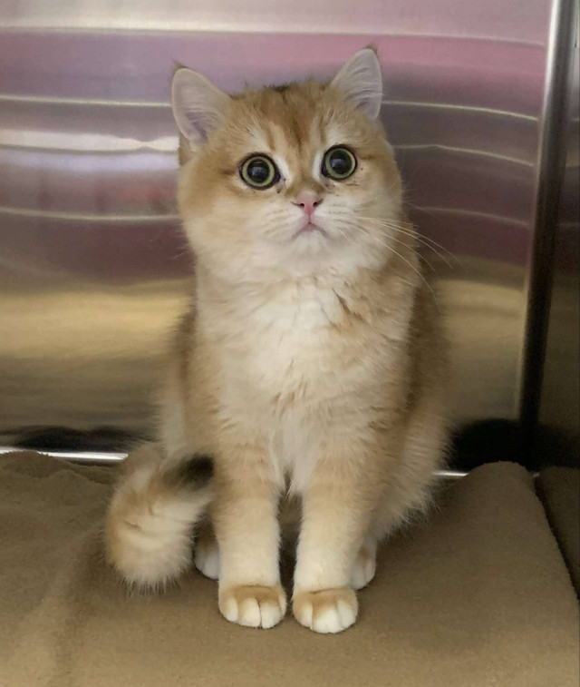 pure bred British Shorthair cat in Cats & Kittens for Rehoming in Dartmouth
