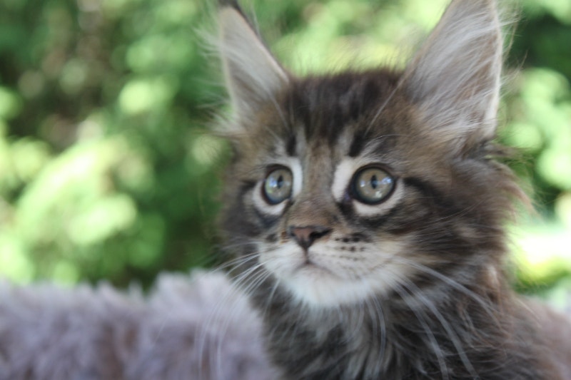 Purebred Maine Coon Kitten OttawaGatineau area Cats & Kittens for