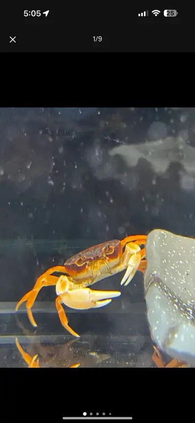 Japanese freshwater crab, View more