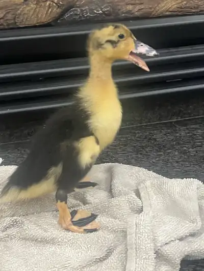 HATCH ON MAY SIX - NINE DUCKLINGS FOR SALE, View more
