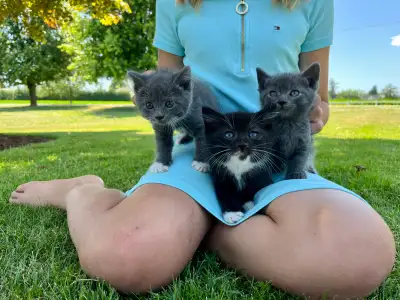 Beautiful Tuxedo x British Shorthair kittens, ready to go! , View more