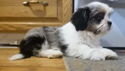 75% Shih Tzu 25% toy Australian Shepherd puppy, View more