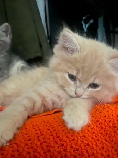 Persian/Himalayan 4 ready to go today , read descriptions please, View more