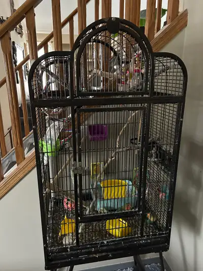 bonded pair of lovebirds PENDING, View more