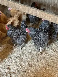 Barred rock and buff orpington hens