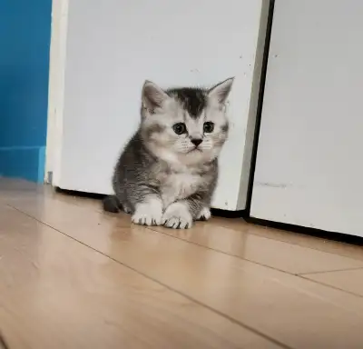 British shorthair kitten, View more