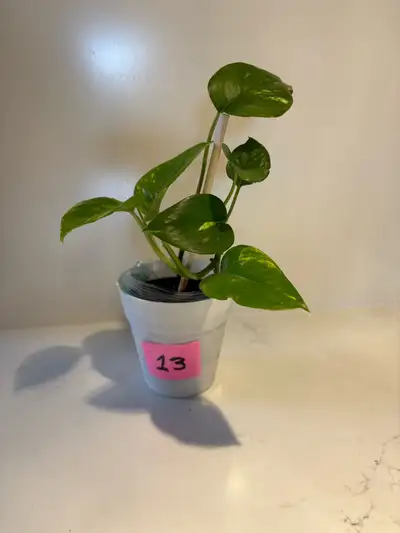SMALL  PATHOS  Plants -Indoor, View more