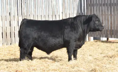 Black Angus Yearling bulls that have been semen tested and ready to go to work. We also have 1 - 2yr...